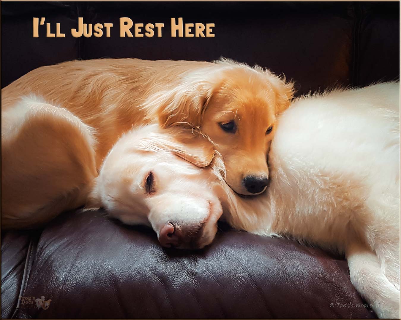 Golden Retrievers snuggling on the courch