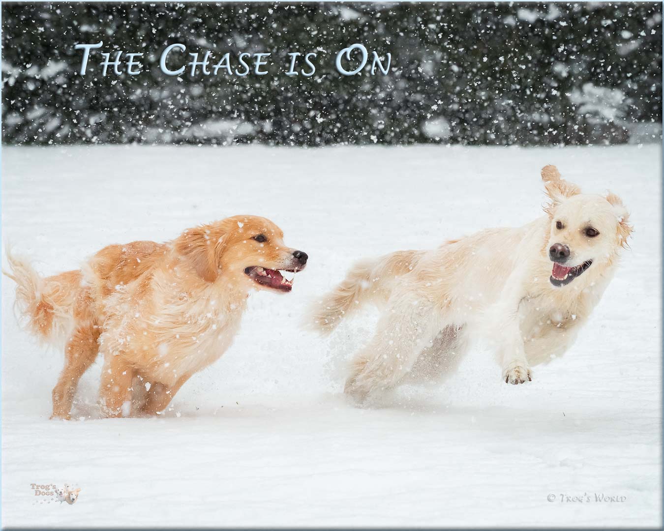 Golden Retrievers playing in the snow