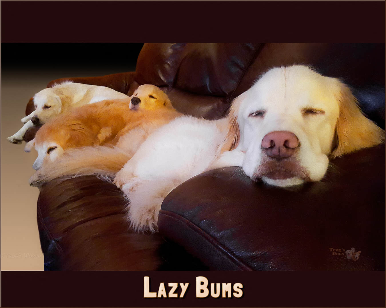 Golden Retrievers on the couch