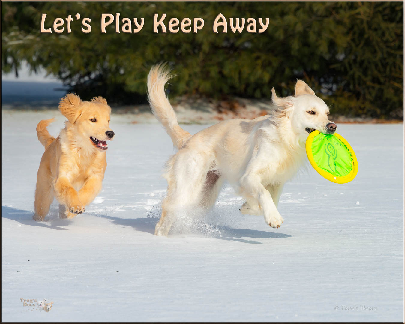 Golden Retrievers playing in the snow