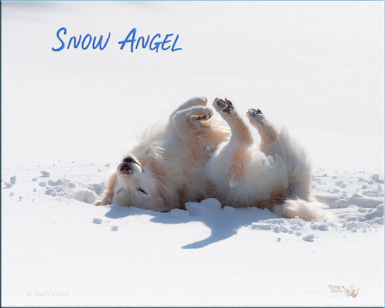 Golden Retriever playing in the snow