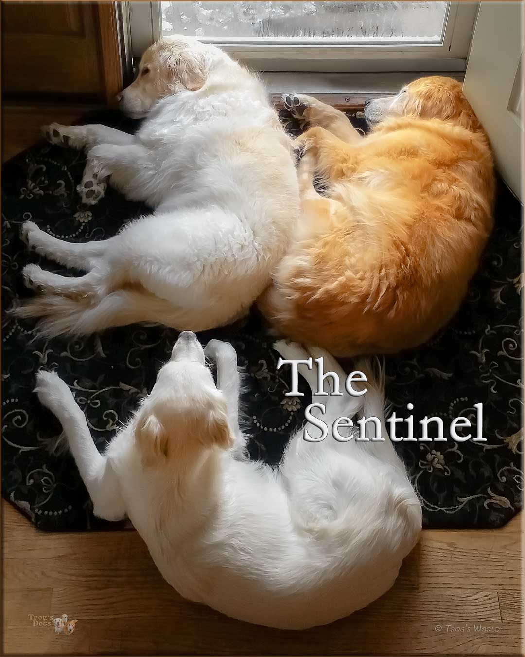 Three golden retrievers by the front door