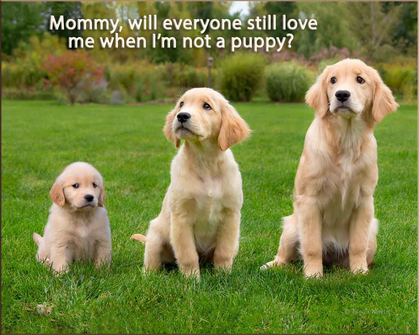 Golden Retriever puppy growing montage