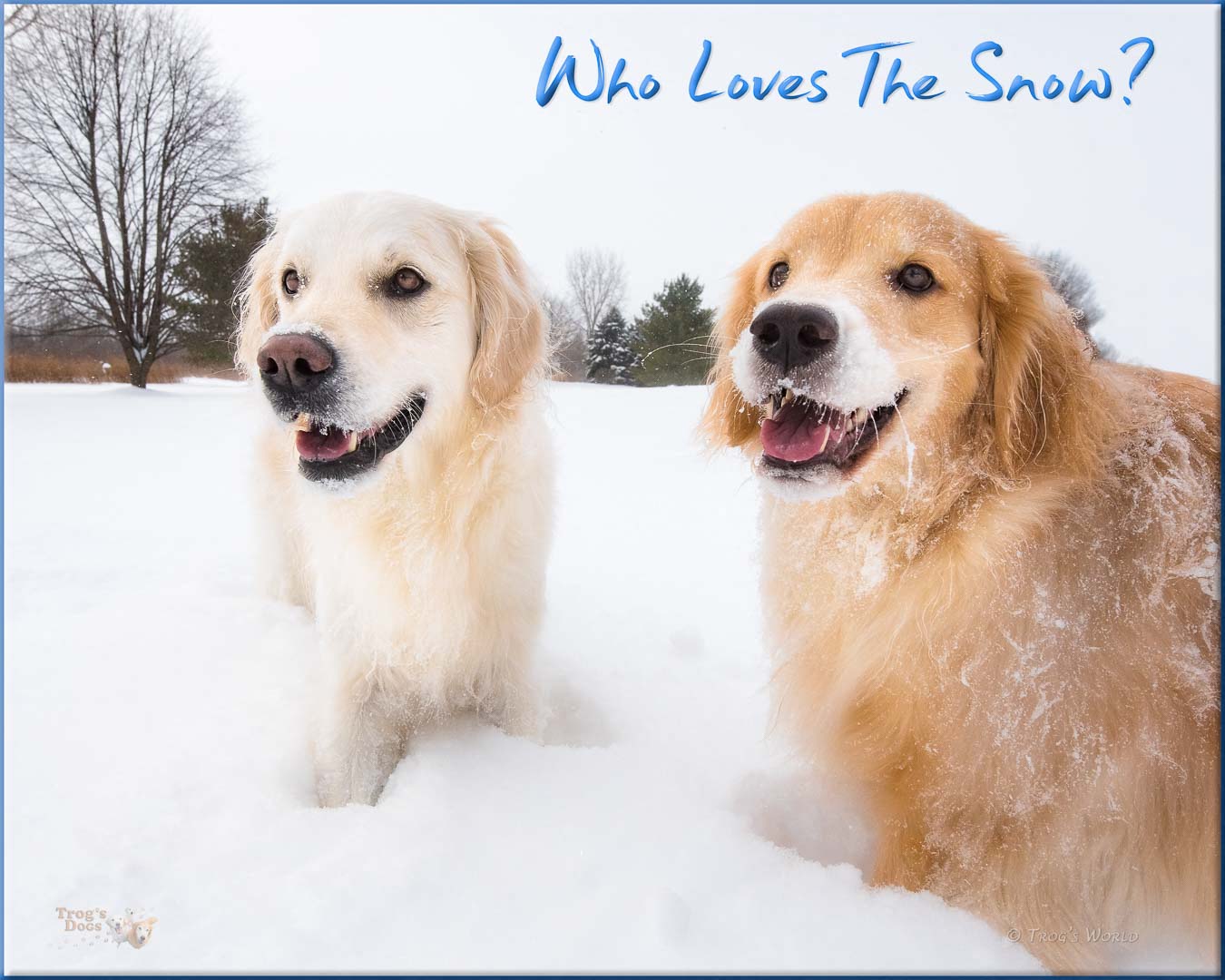 Golden Retrievers playing in the snow