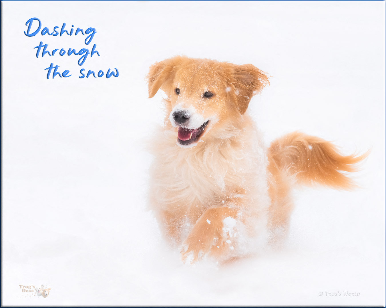 Golden Retriever playing in the snow