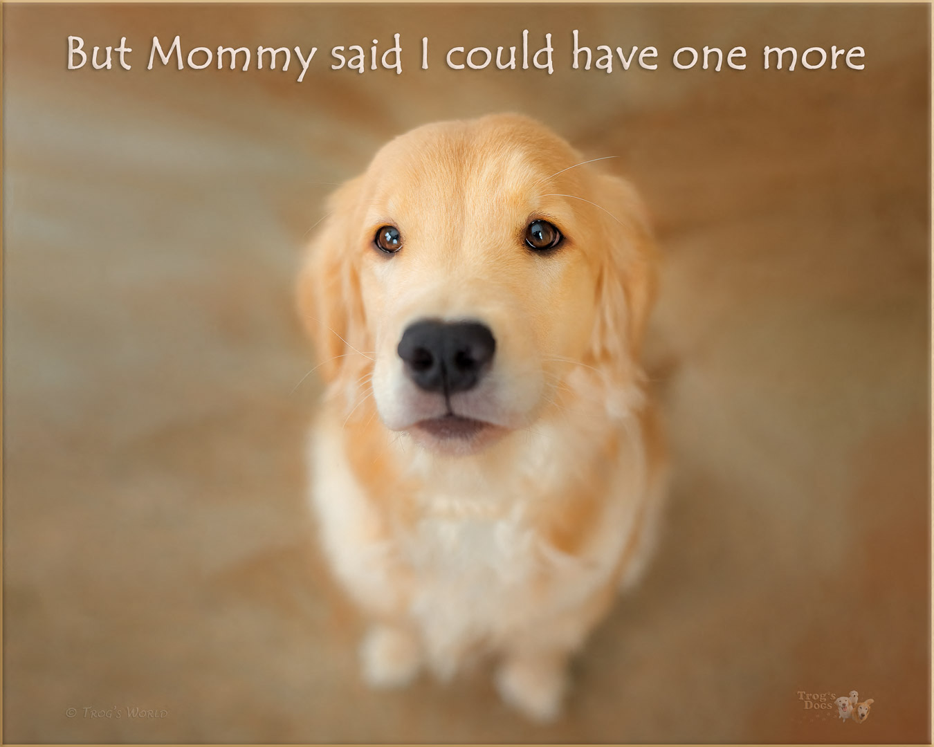 Golden Retriever puppy looking up