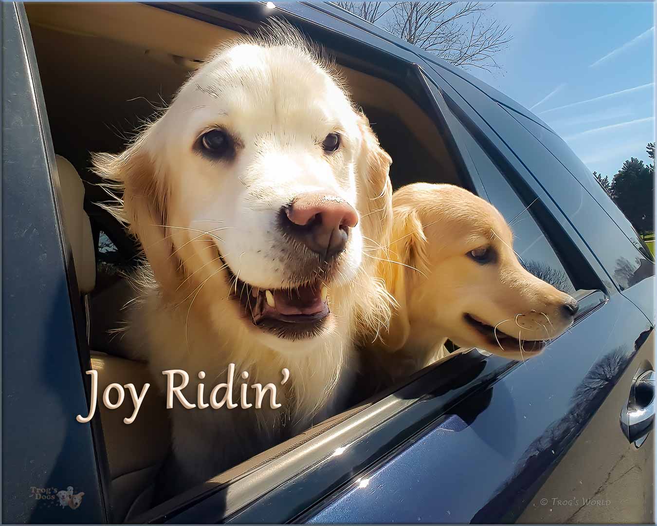 Two Golden Retrievers going for a joy ride