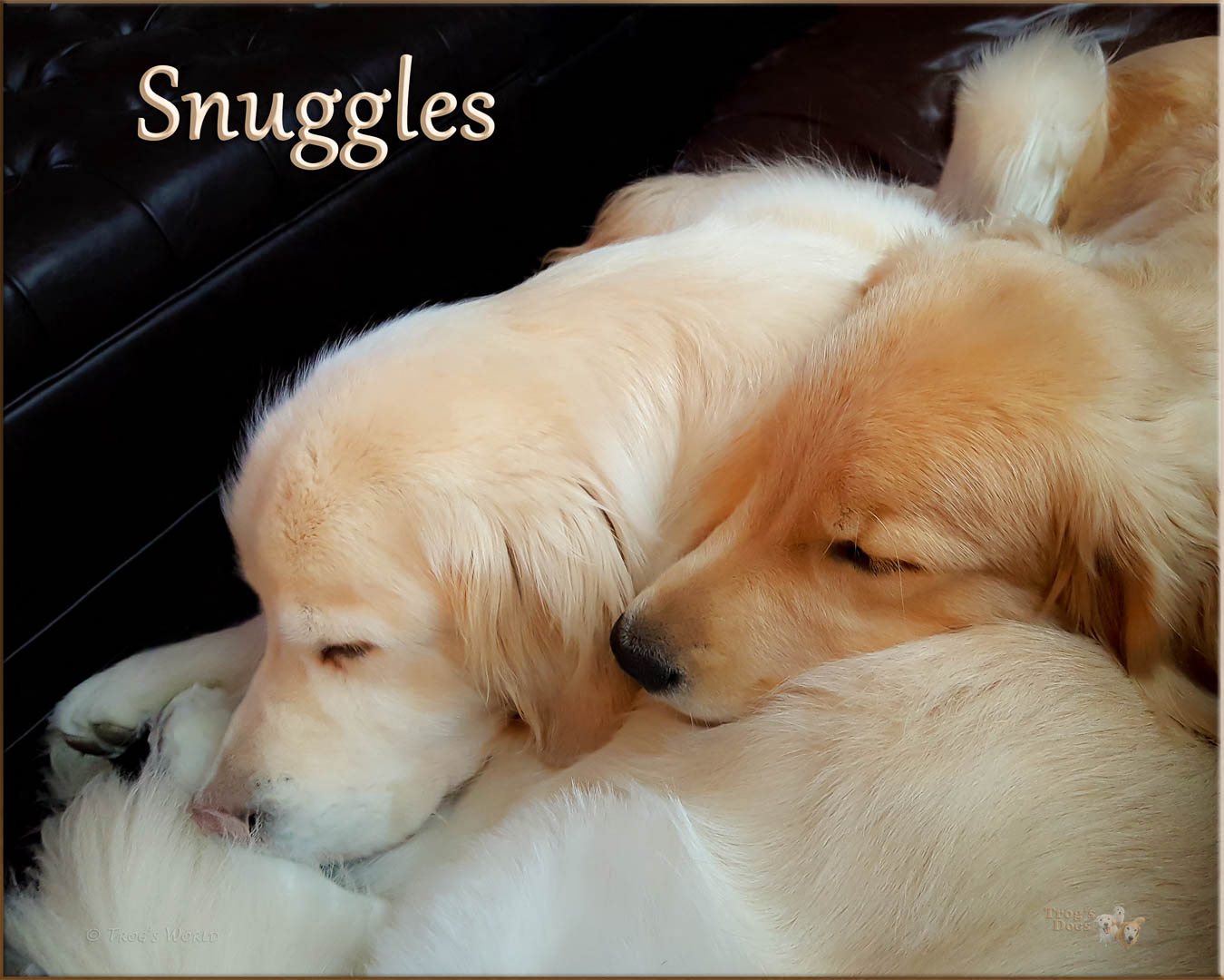 Golden Retrievers snuggling on a couch