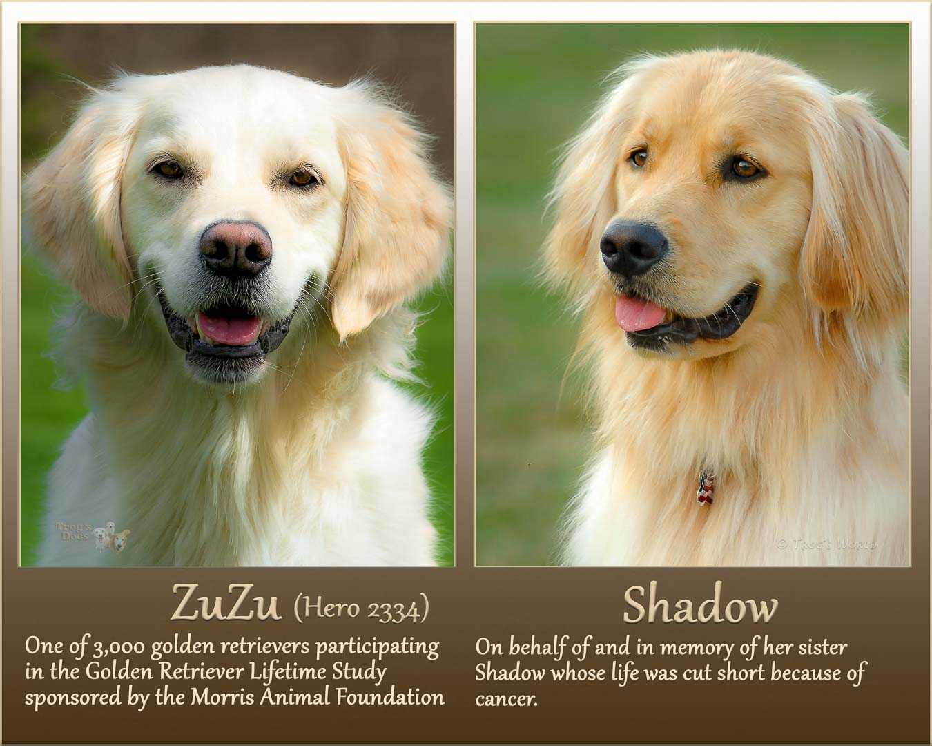 Two Golden Retrievers