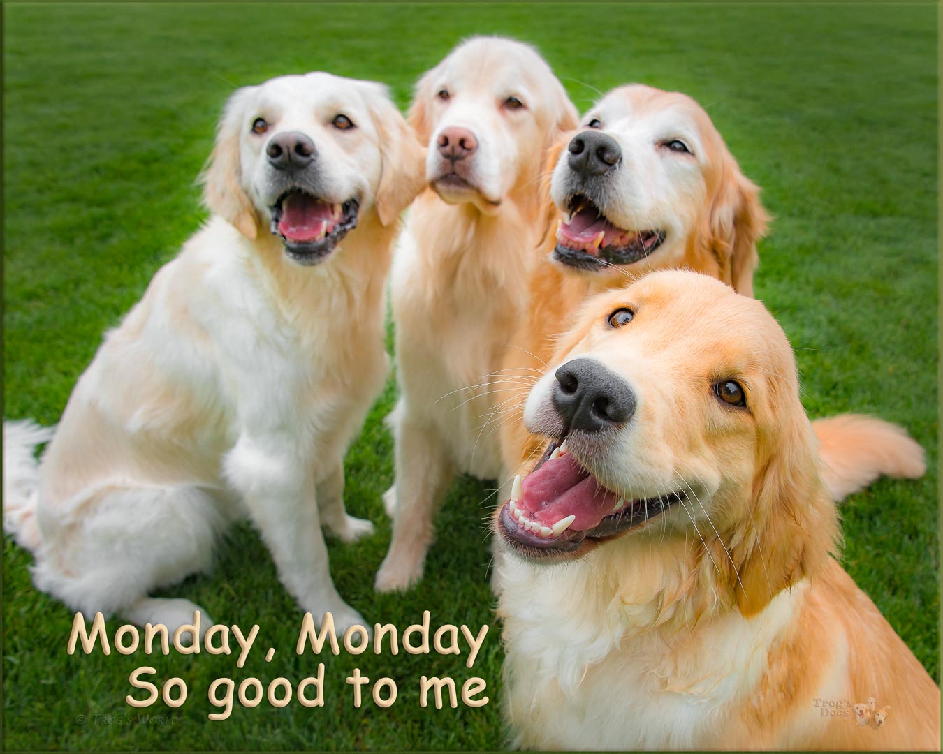 Four Golden Retrievers posing for a picture