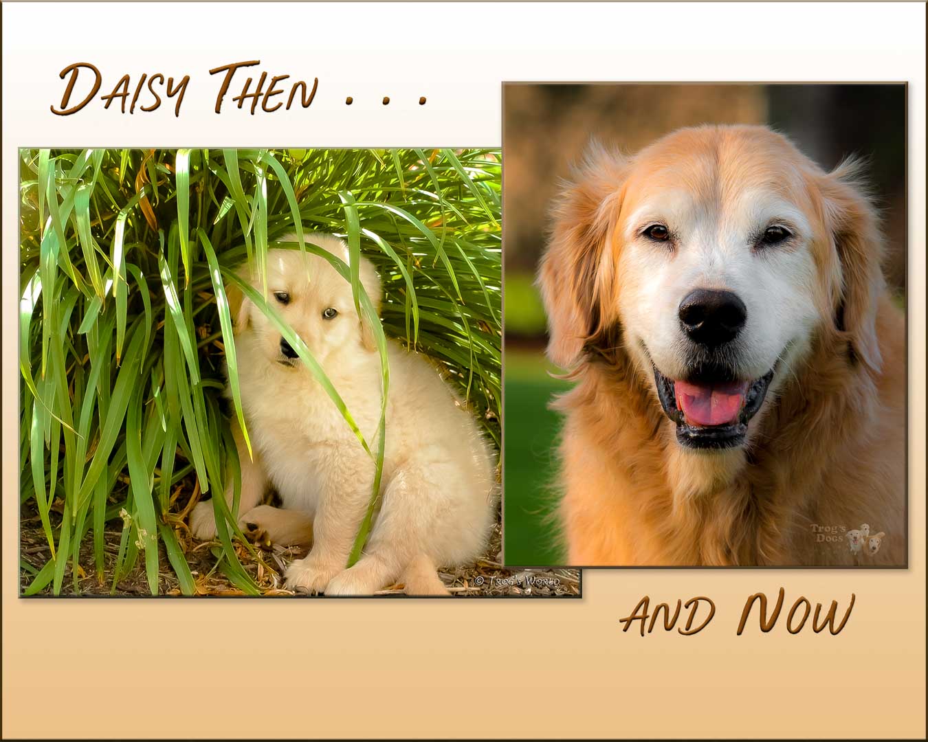 Daisy the Golden Retriever Then and Now