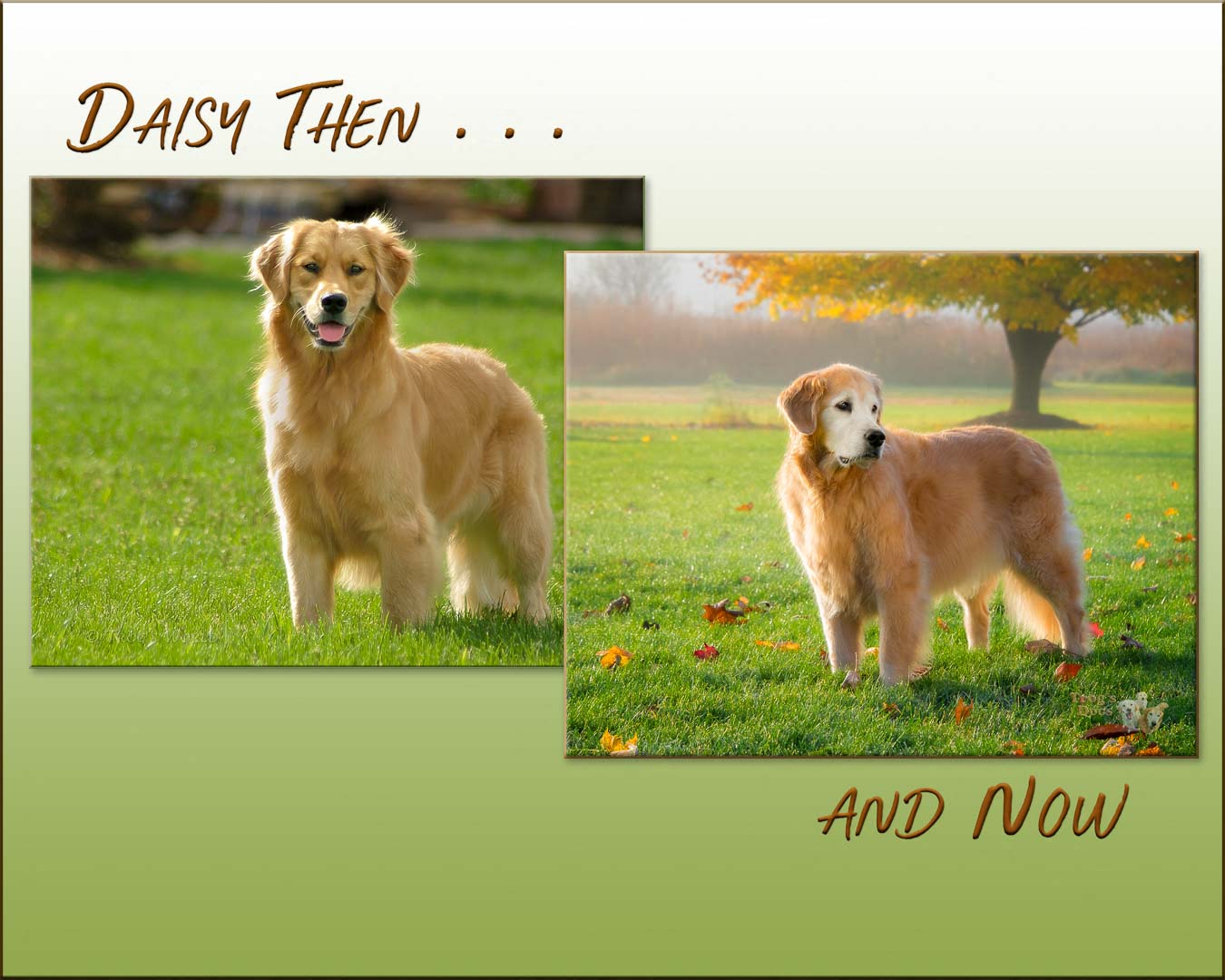 Daisy the Golden Retriever Then and Now