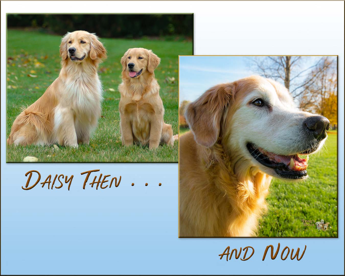 Daisy the Golden Retriever Then and Now