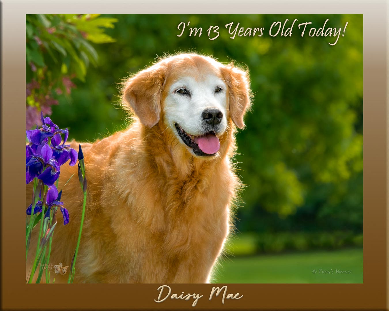 Trog's Dogs Blog 050417-Daisy 13 Birthday