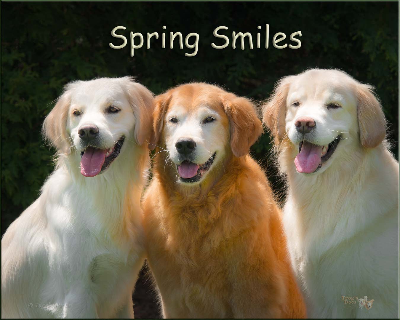 Three golden retrievers smiling
