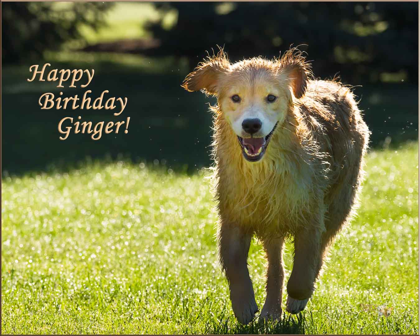 Golden Retriever running in the morning dew