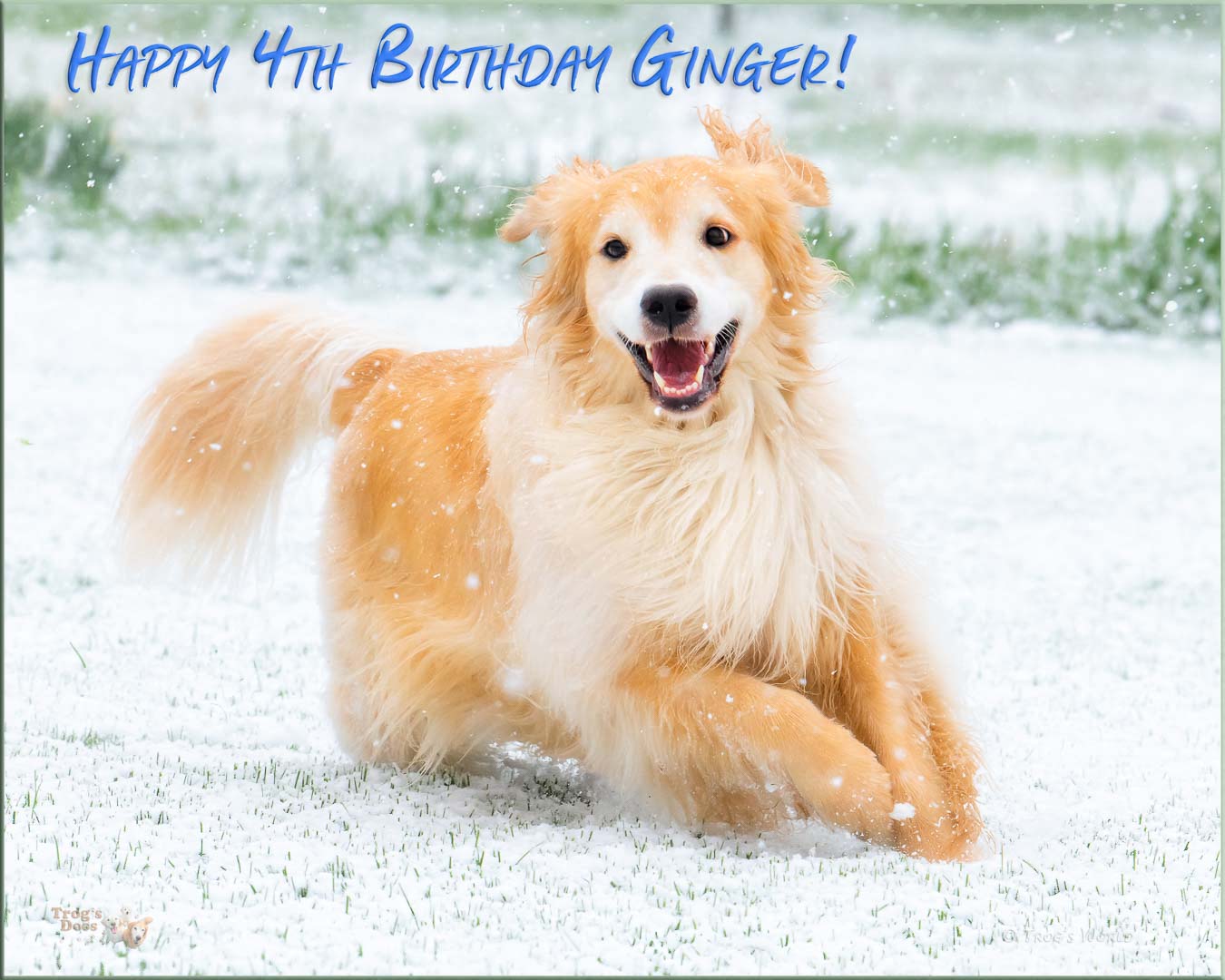 Golden Retriever running in the snow