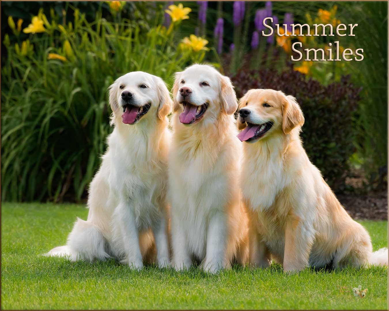 The Golden Retrievers on a summer day