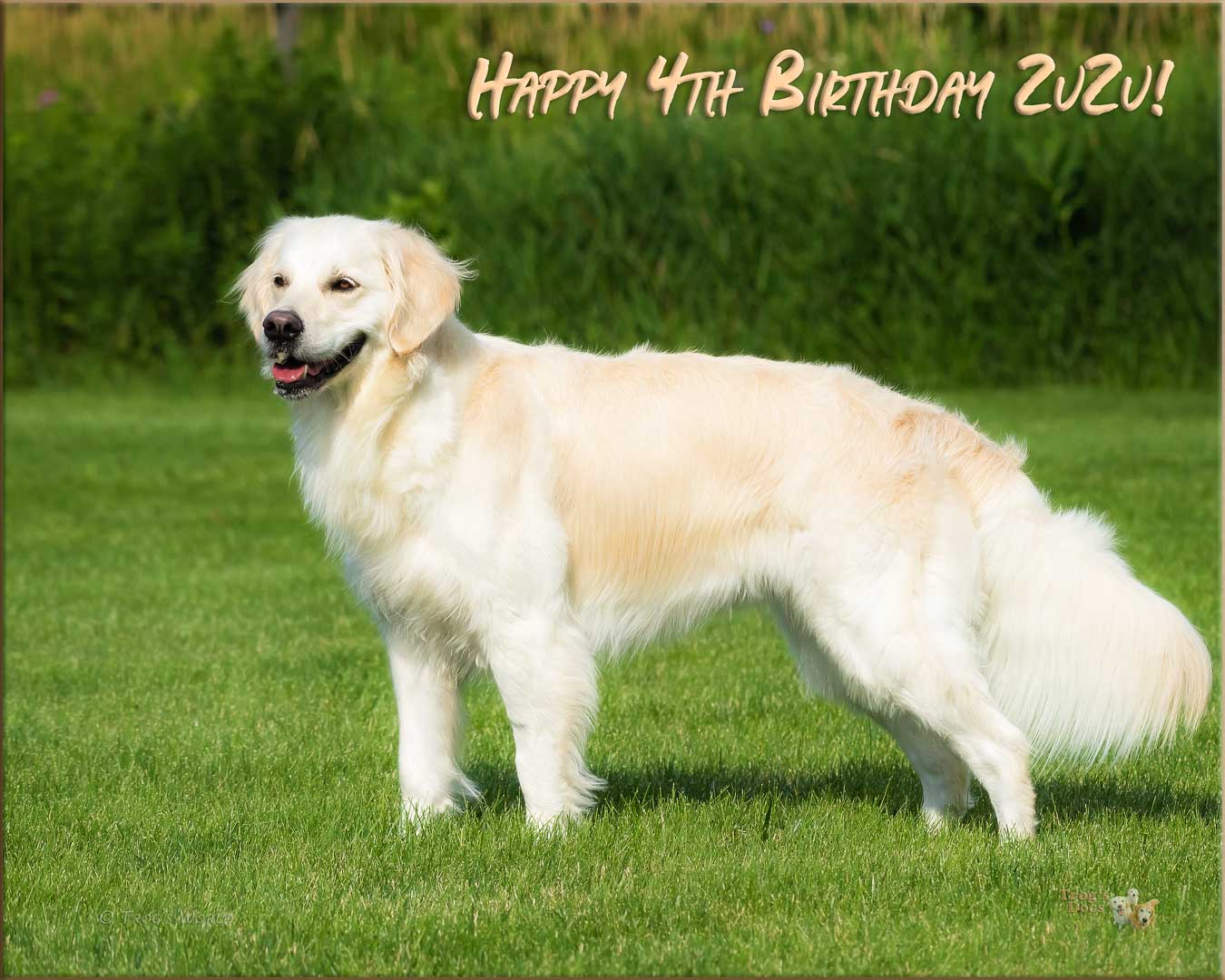 Golden Retriever posing in the grass