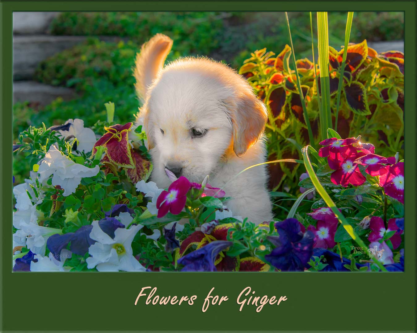 Golden Retriever Puppy in the flowers