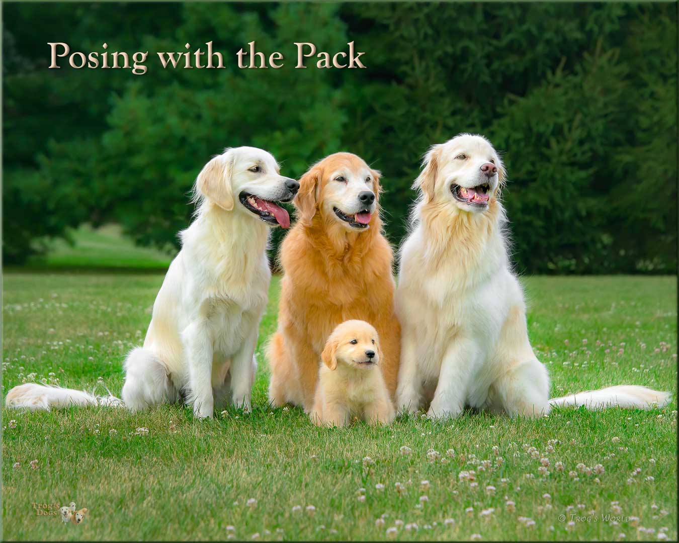 Four golden retrievers pose for a picture