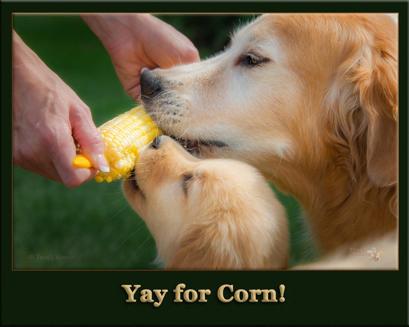 Two golden retrievers eat corn on the cob