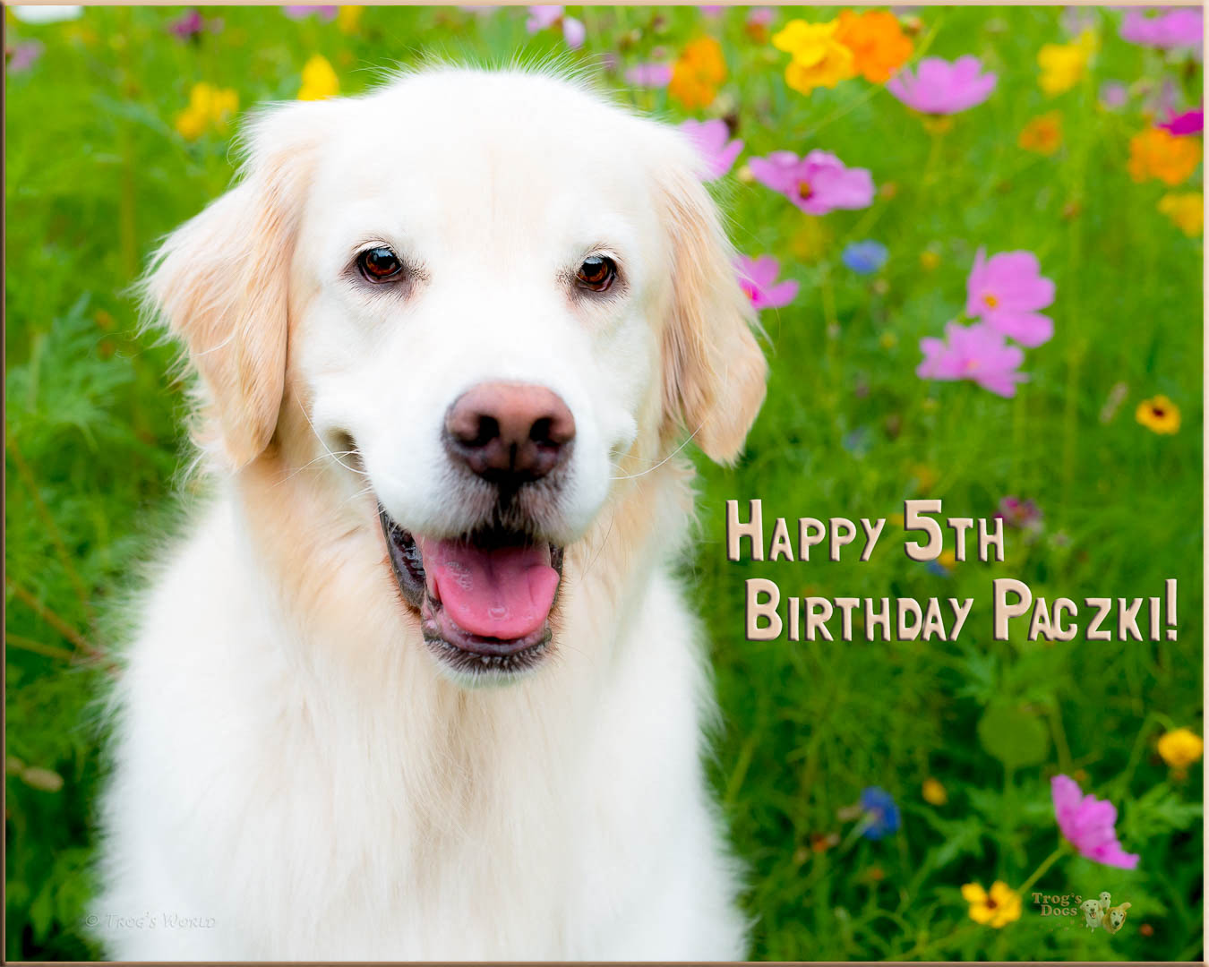 Happy 5th Birthday Paczki!