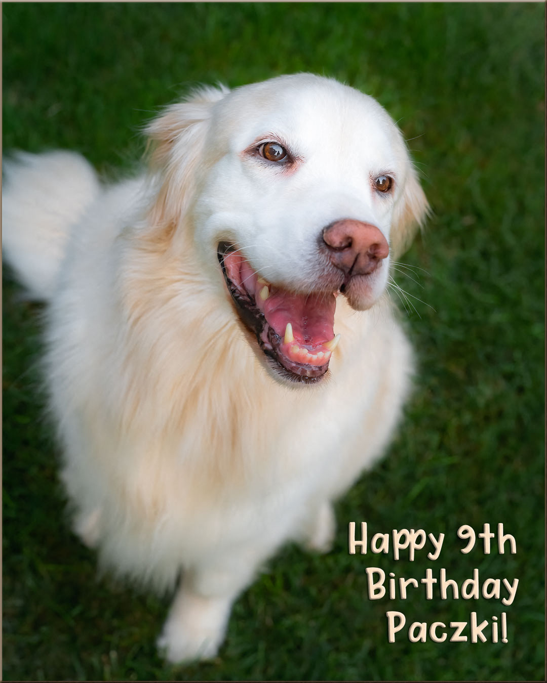 Golden Retriever smiling up