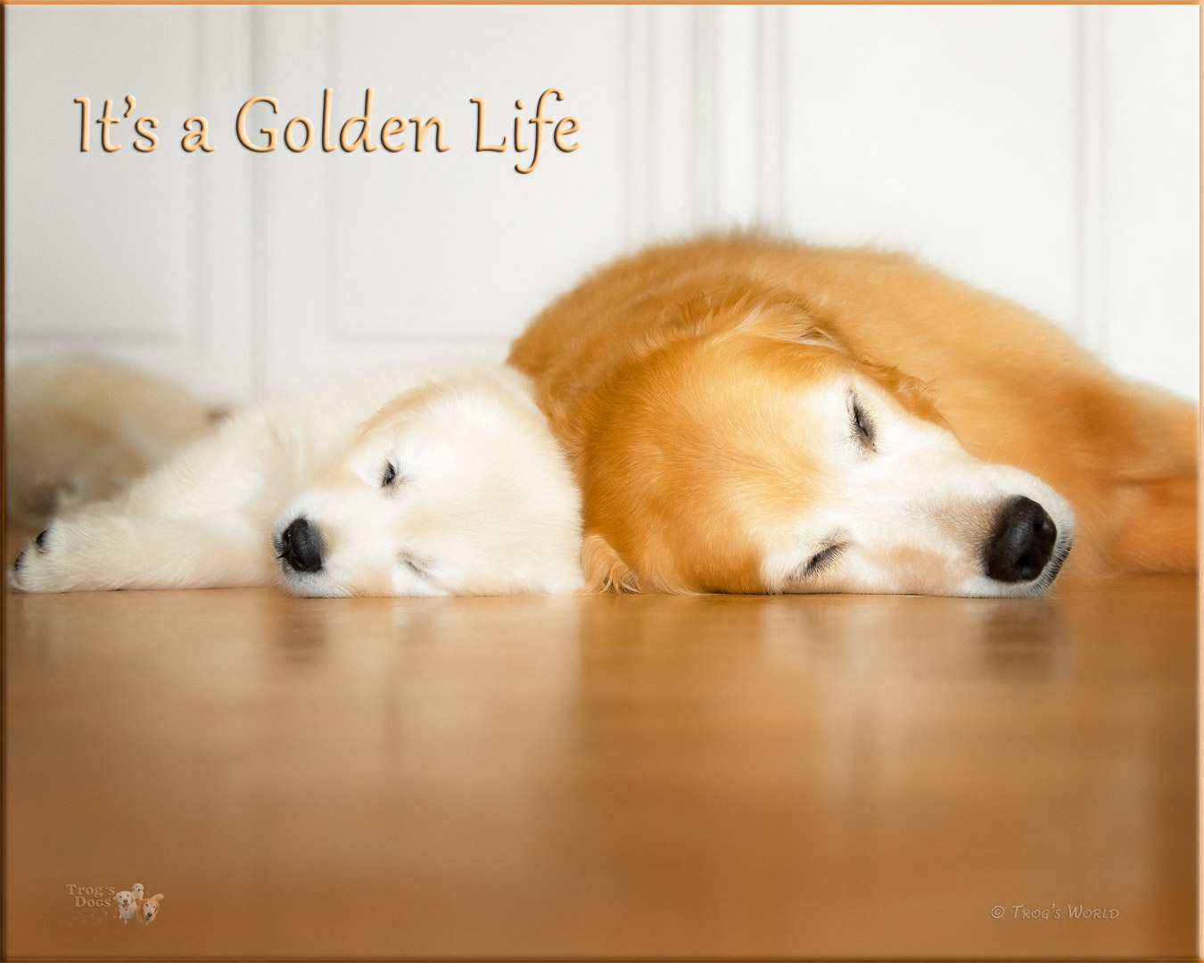 Golden Retriever puppy napping with her sister
