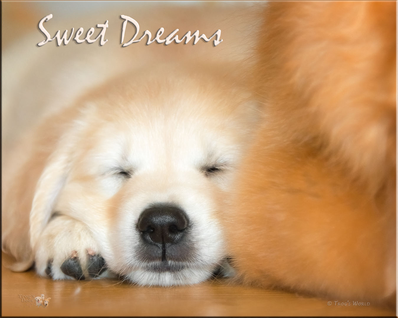 Golden Retriever puppy catching a nap next to her sister