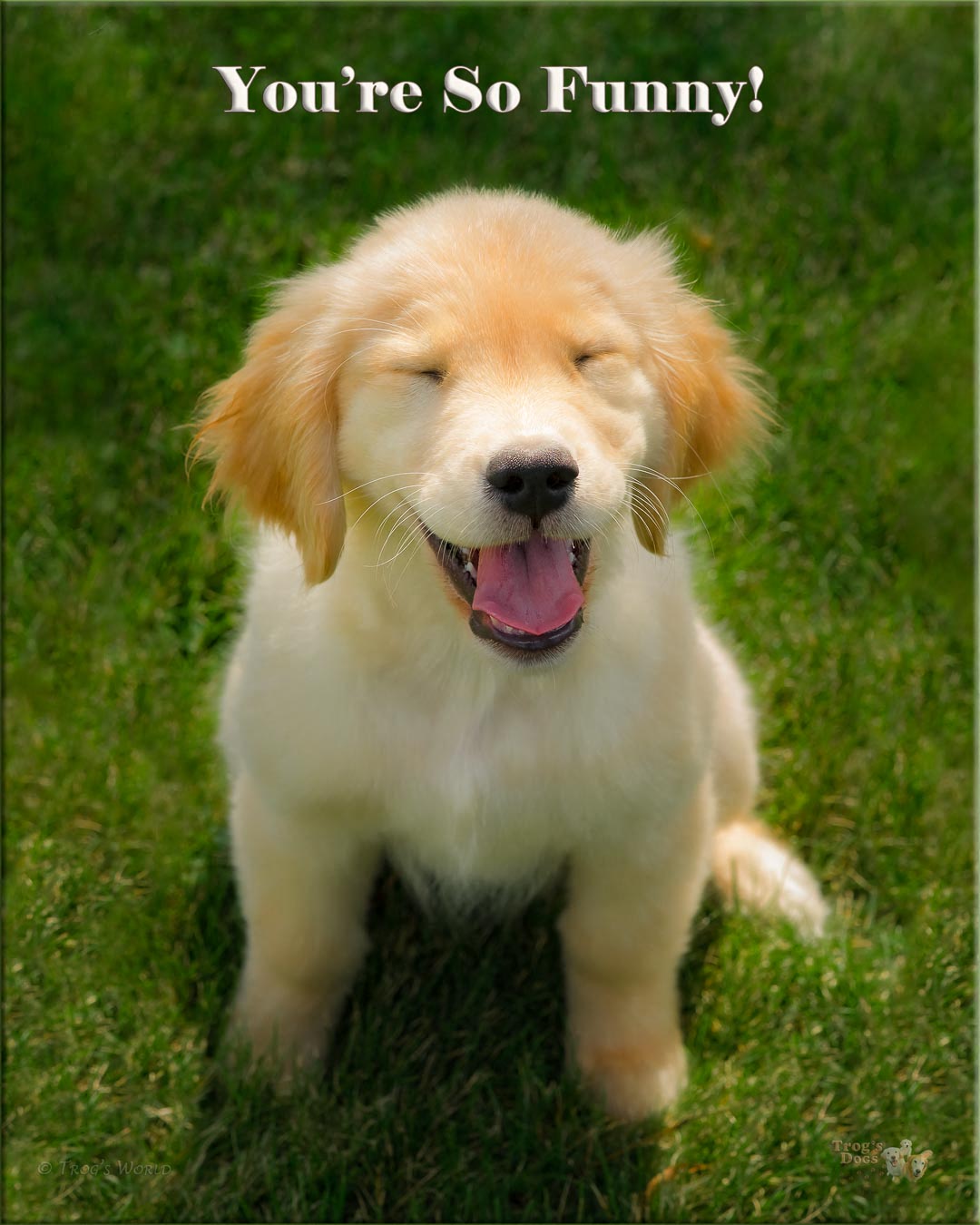 Golden Retriever Puppy Laughing and Grinning