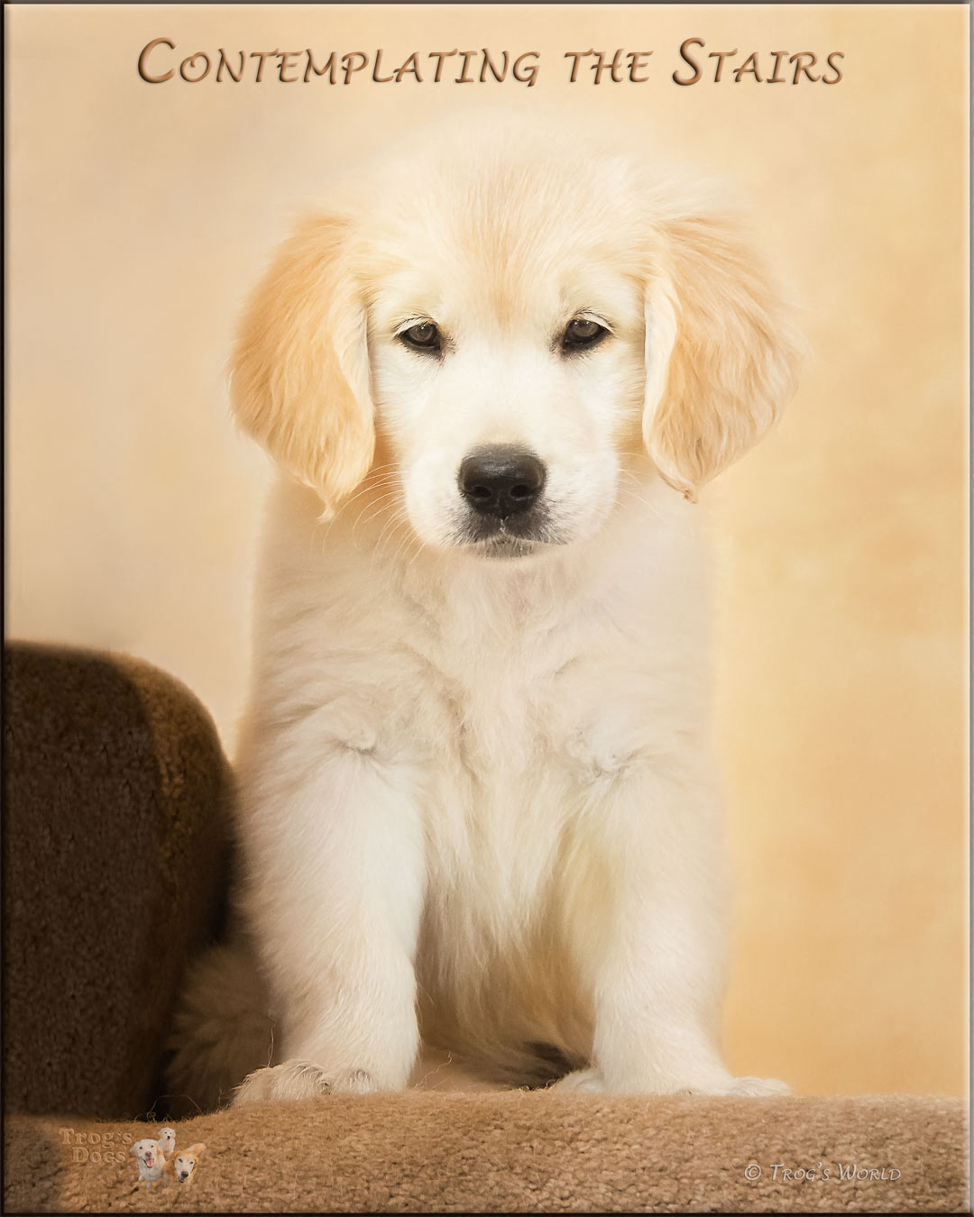 Golden Retriever puppy contemplating how to go down the stairs