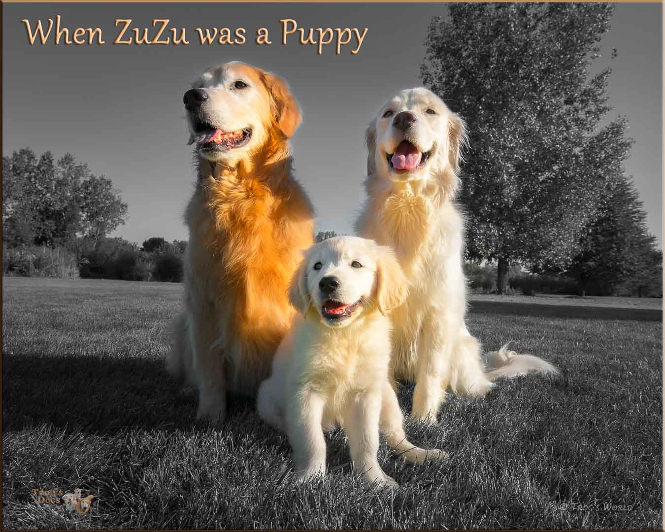 Golden Retriever puppy poses with her sisters