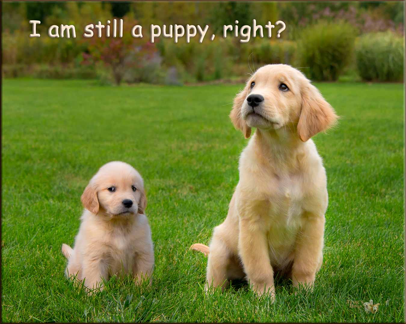 Golden Retriever Puppy Growing Stage