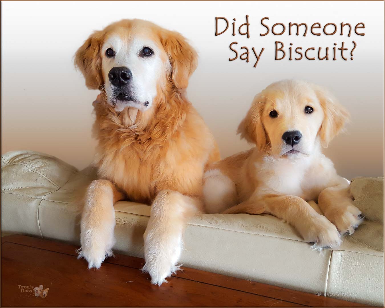 Two golden retrievers waiting for a biscuit
