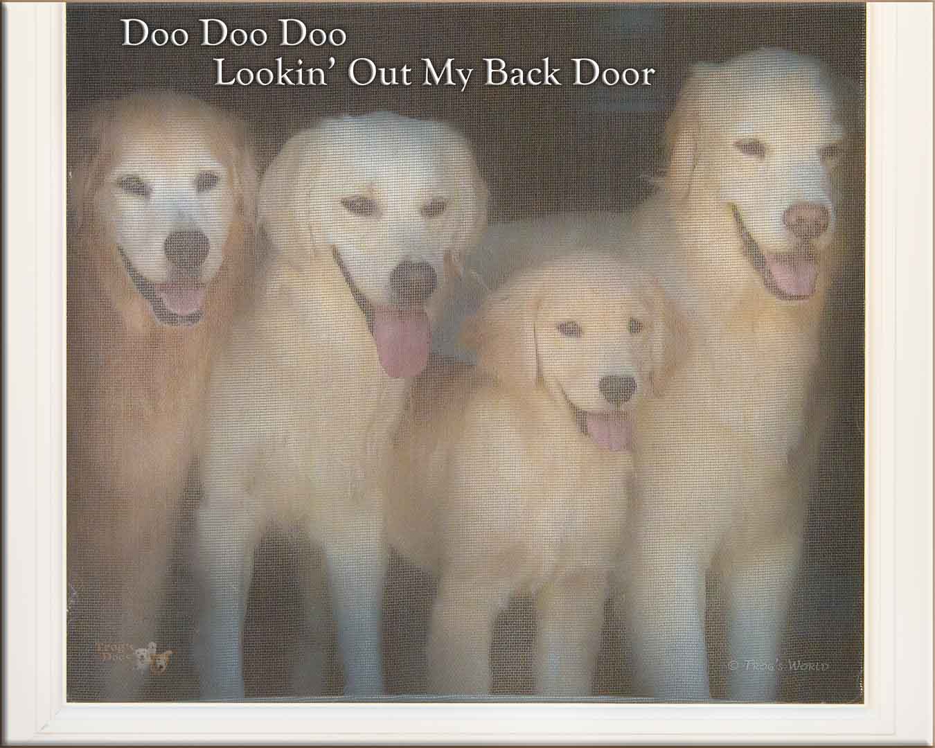 Four golden retrievers looking out the door