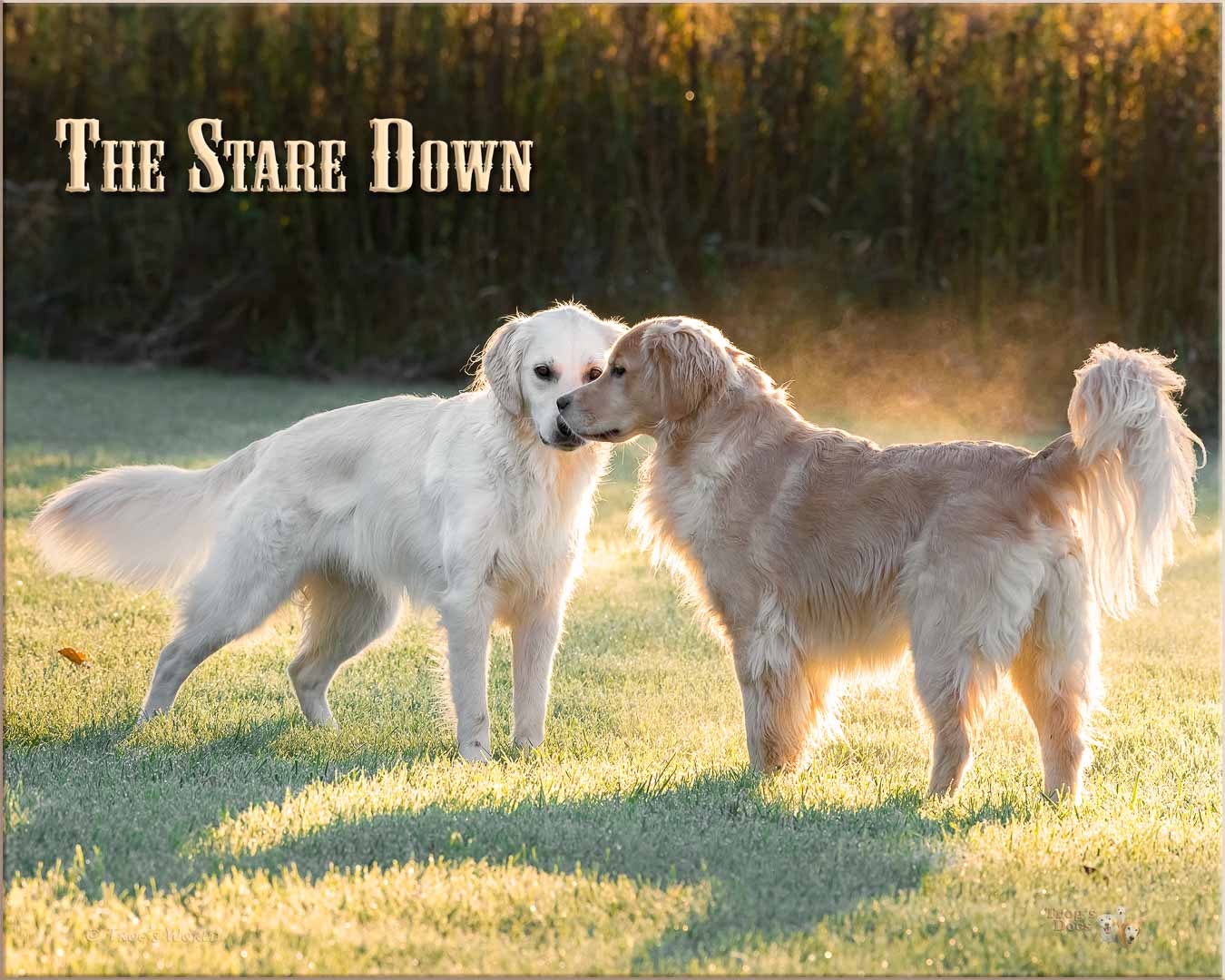 Golden Retriever stare down before playing