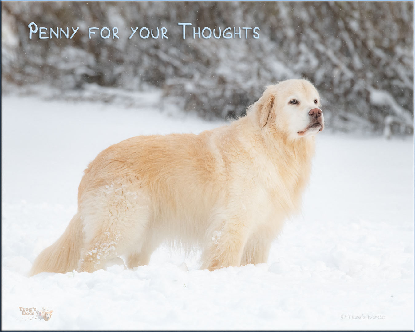 Golden Retriever in the snow