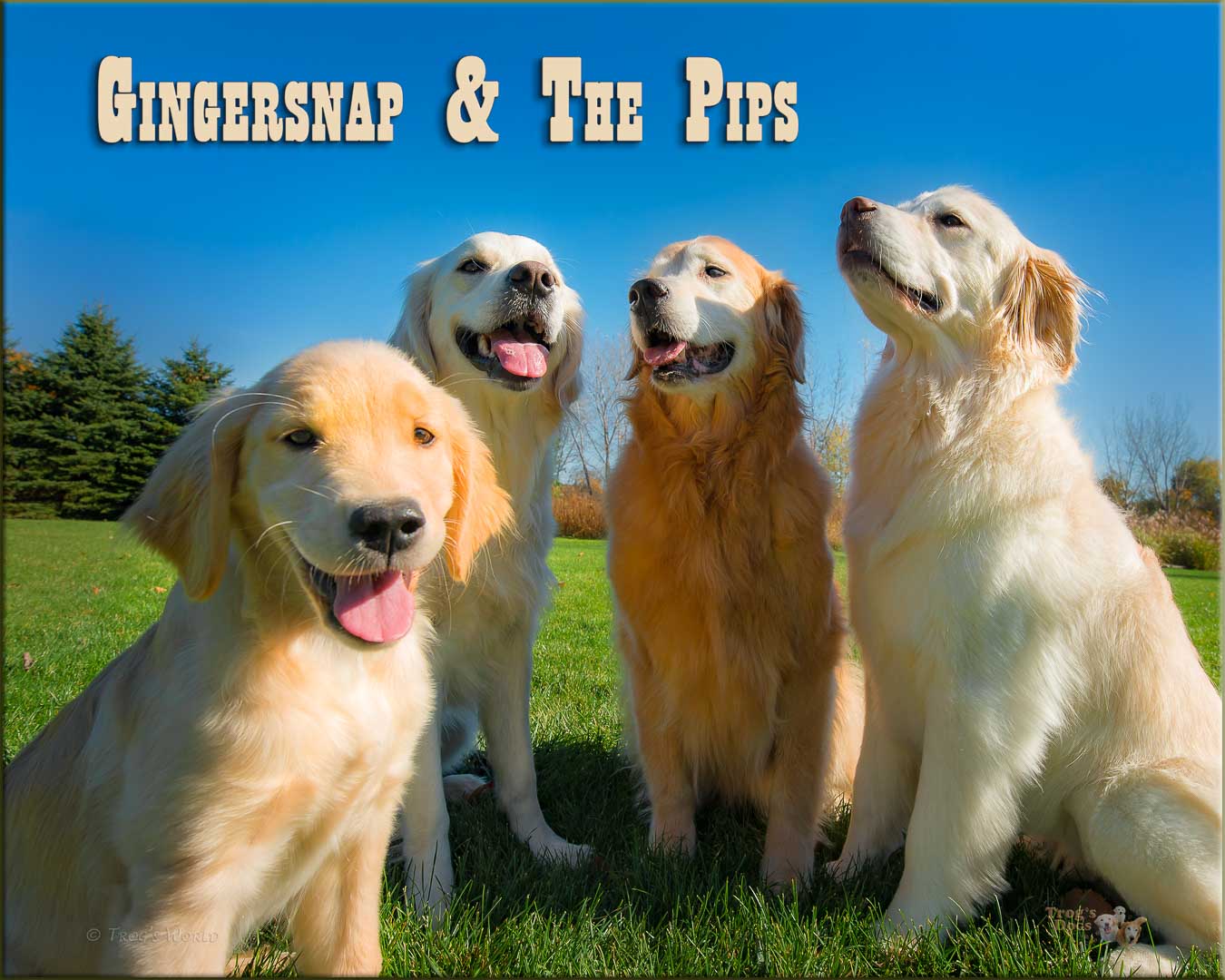 Four Golden Retrievers - Gingersnap and the Pips