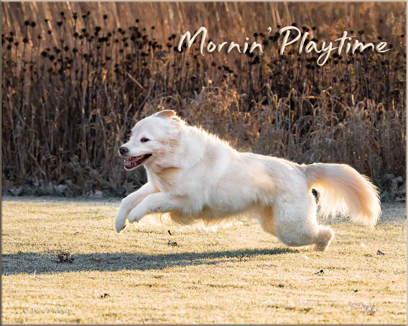 Golden Retriever jumping to run