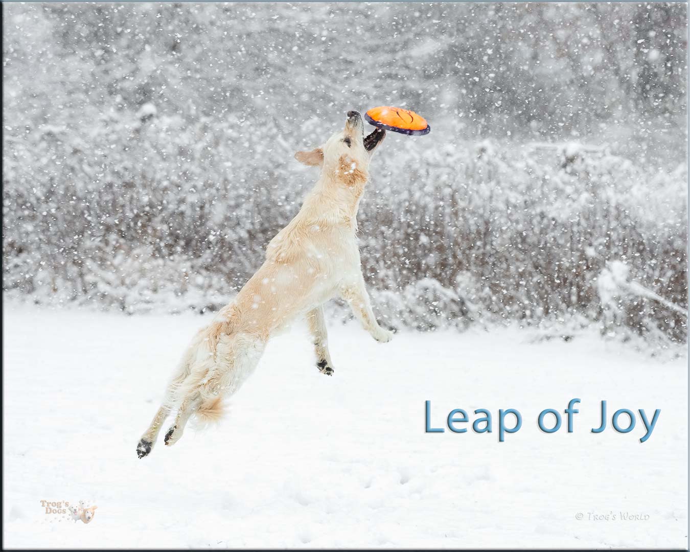 Golden Retrievers playing in the snow