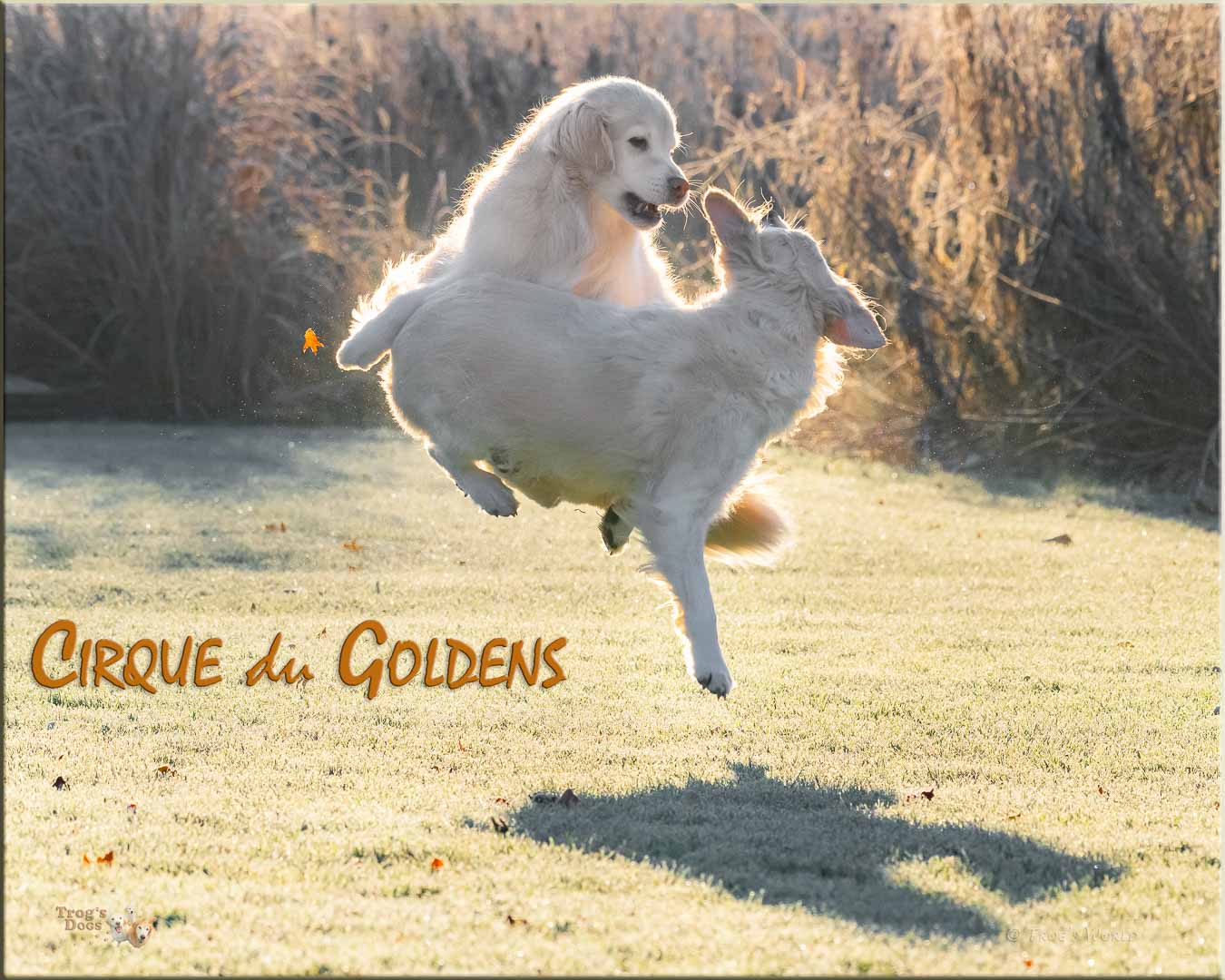 Two Goldens jumping in the air