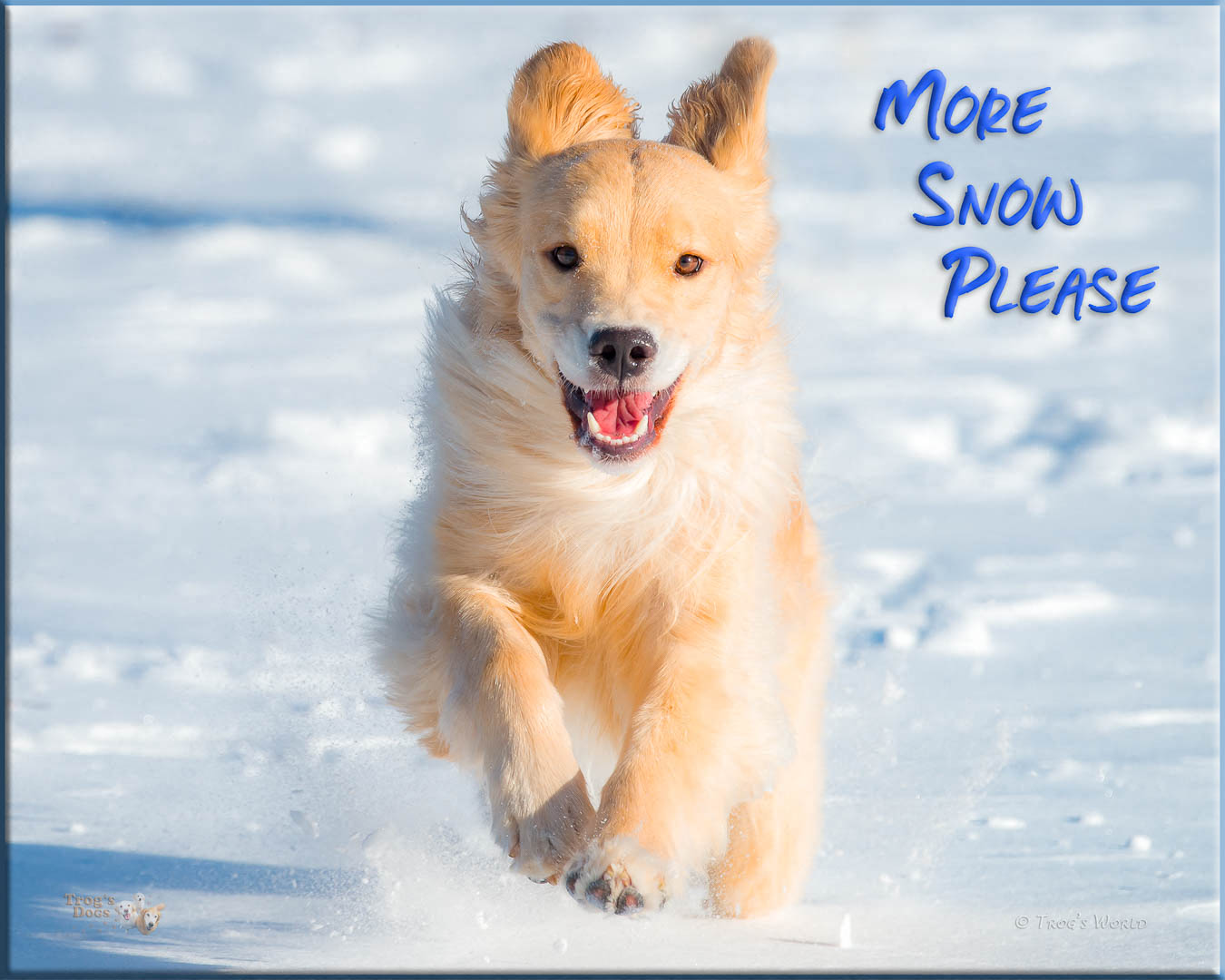 Golden Retriever running in the snow