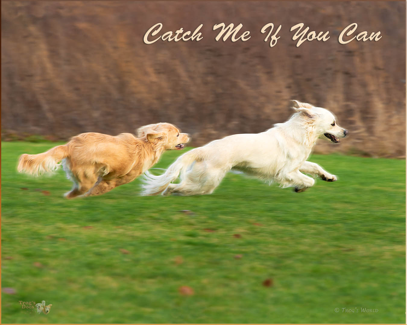 Two Golden Retrievers chasing each other