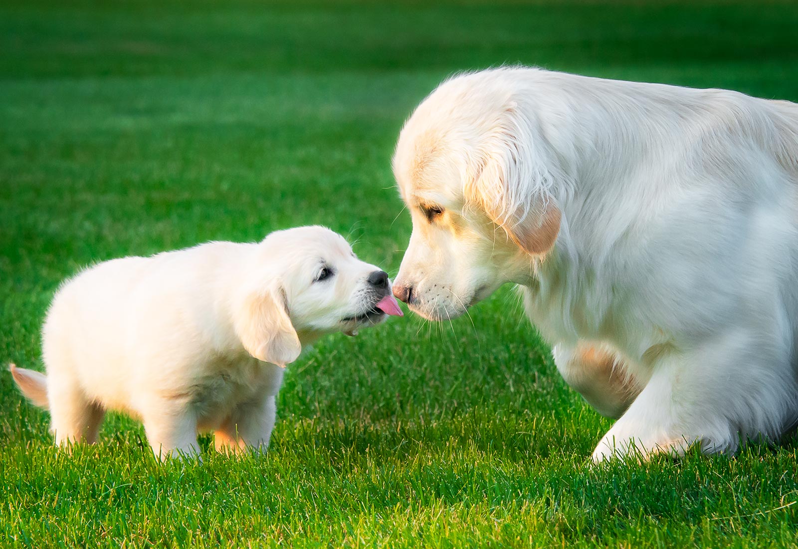 Golden Retriever puppy giving her sister a kiss