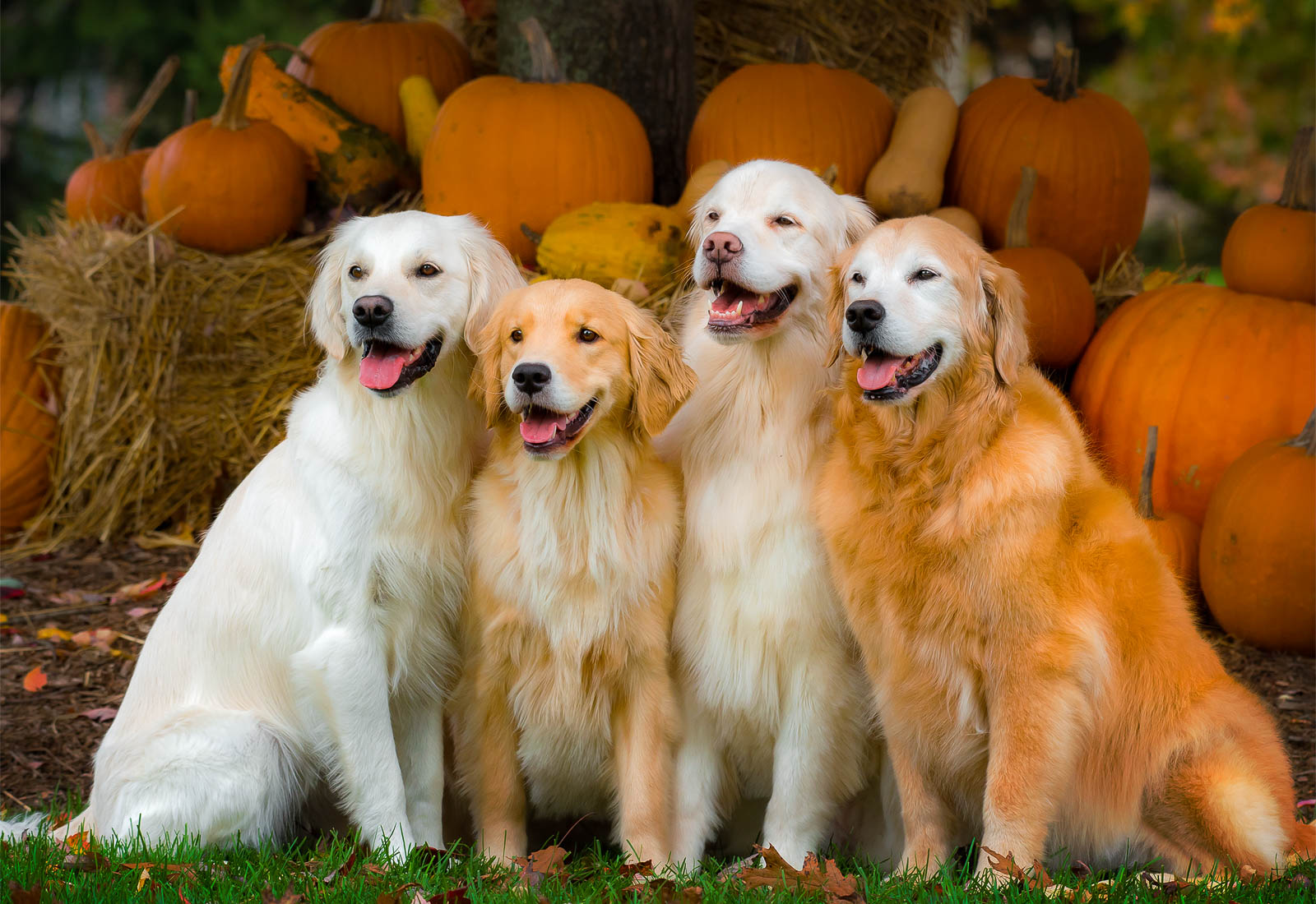 Four golden retrievers smiling in the Autumn evening