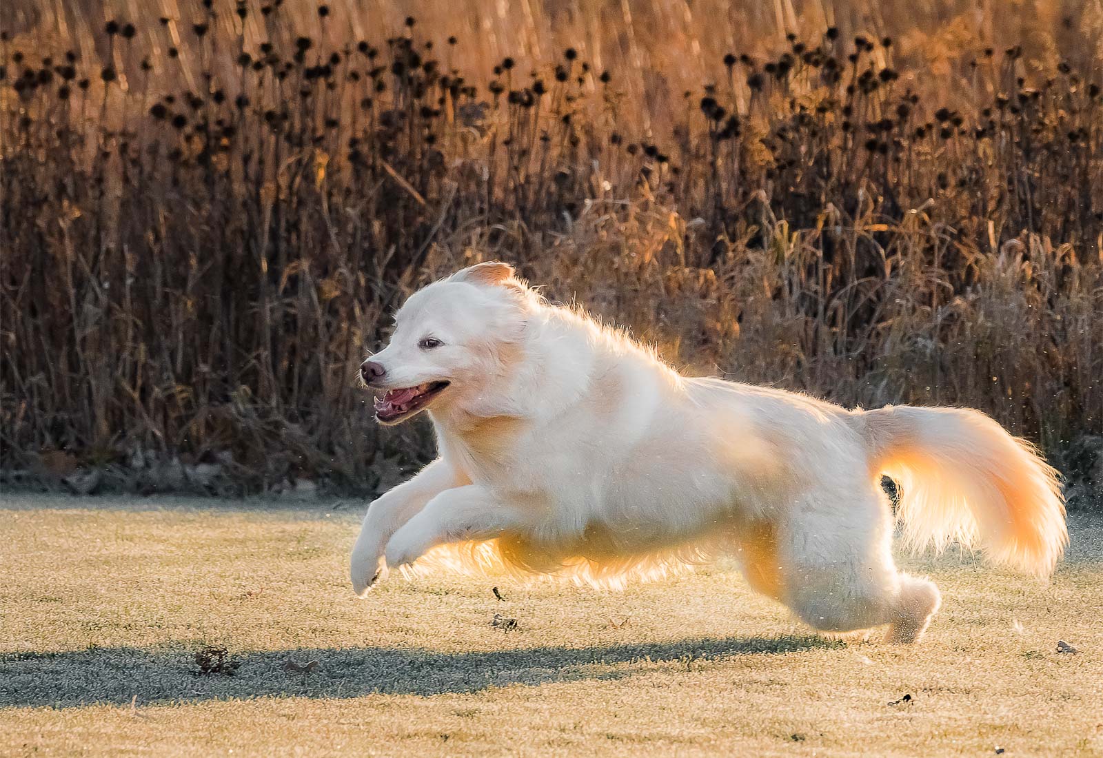 Golden Retriever playing in the morning dew