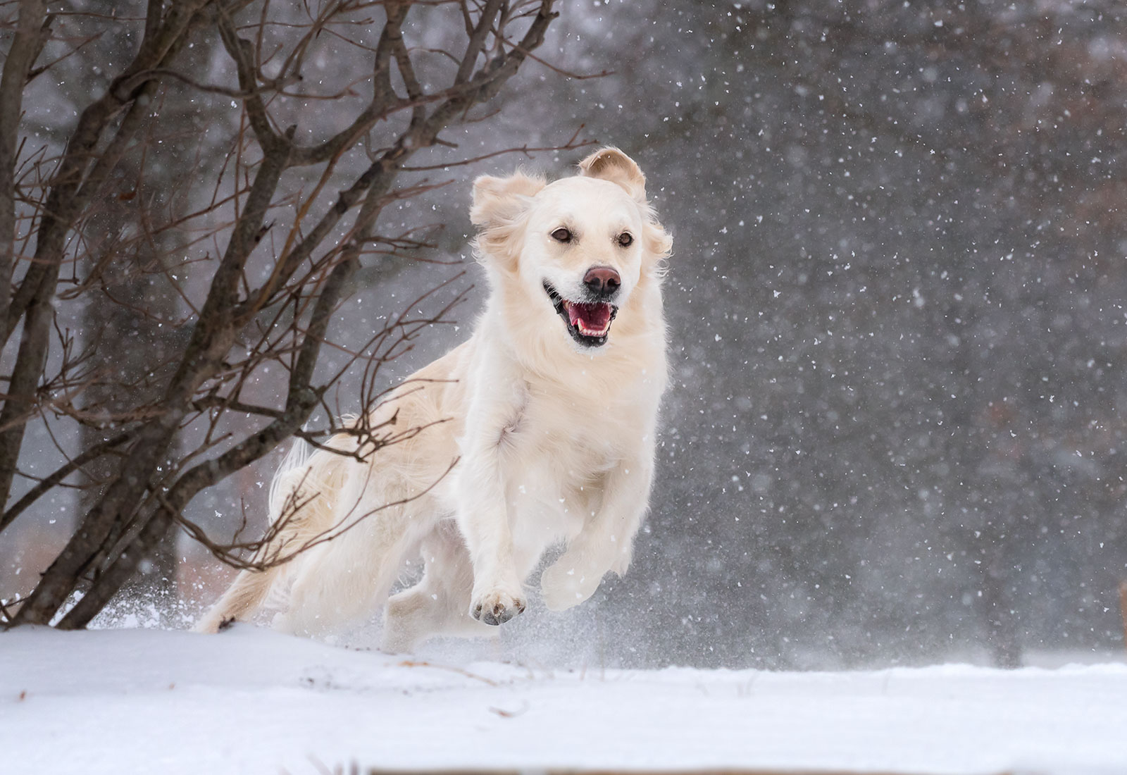 Golden Retriever running in the snow