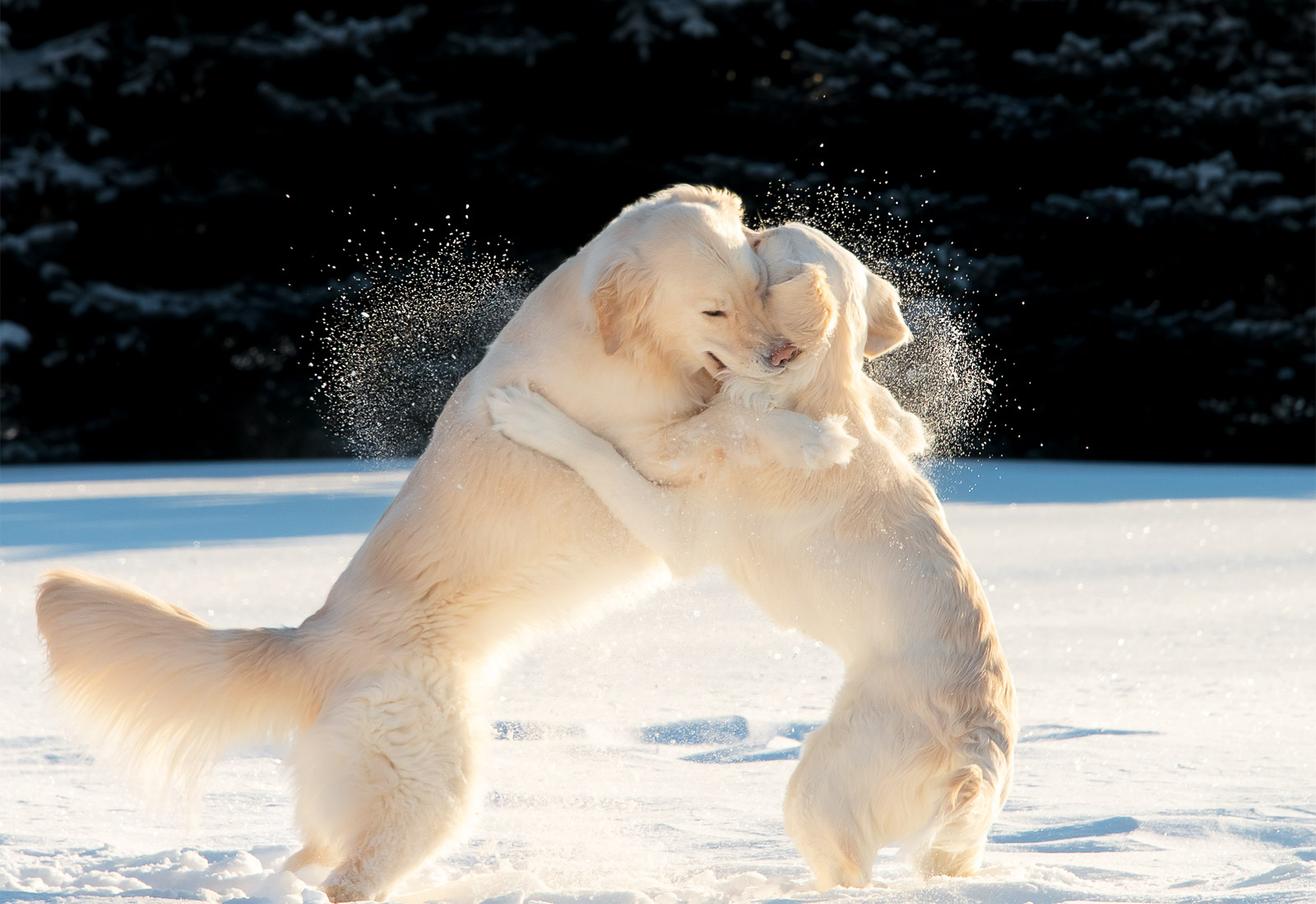 Two golden retrievers playing in the snow