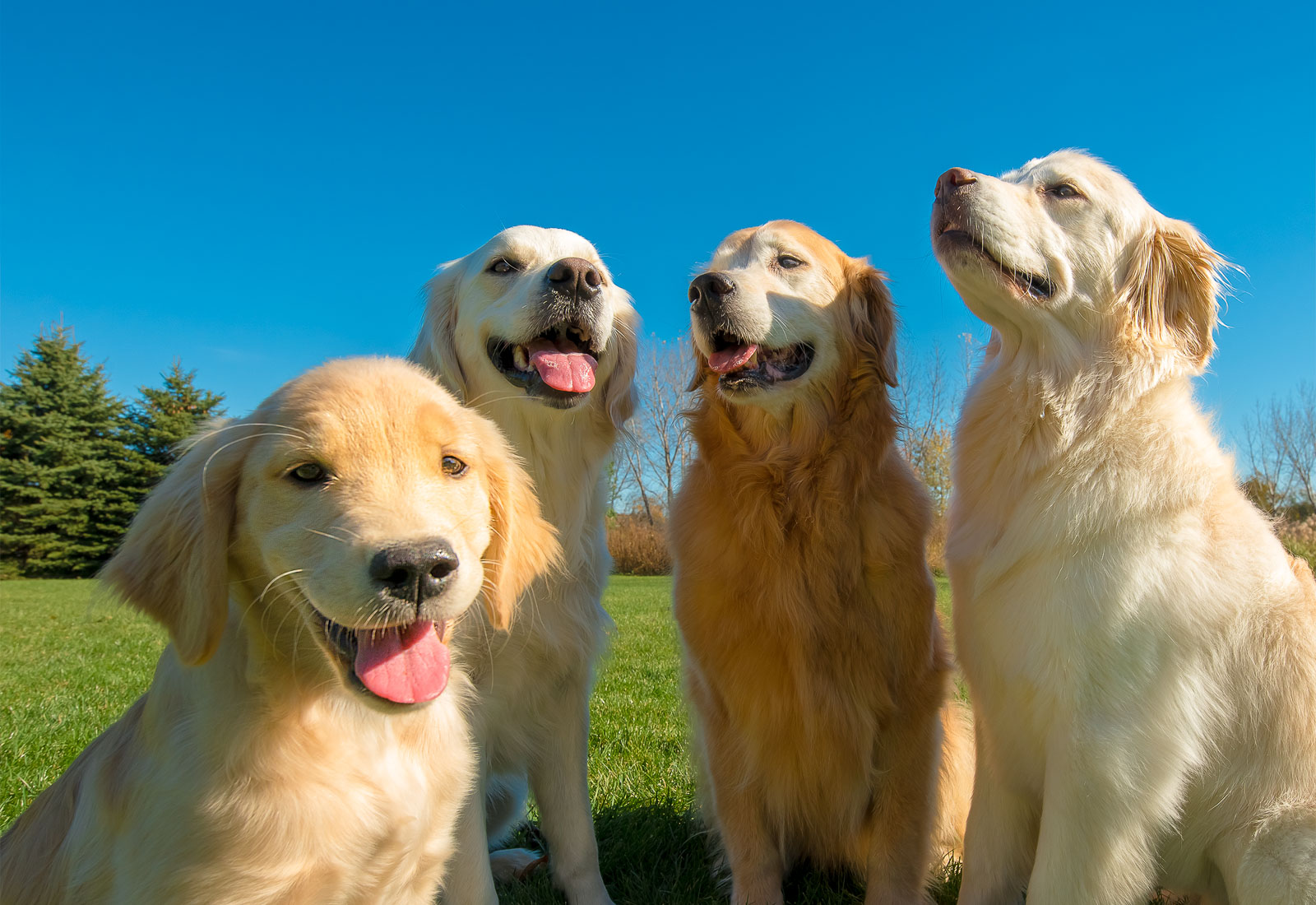 Four golden retrievers posing for picture